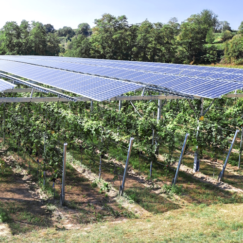 Groente en Fruit onder Zonnepanelen